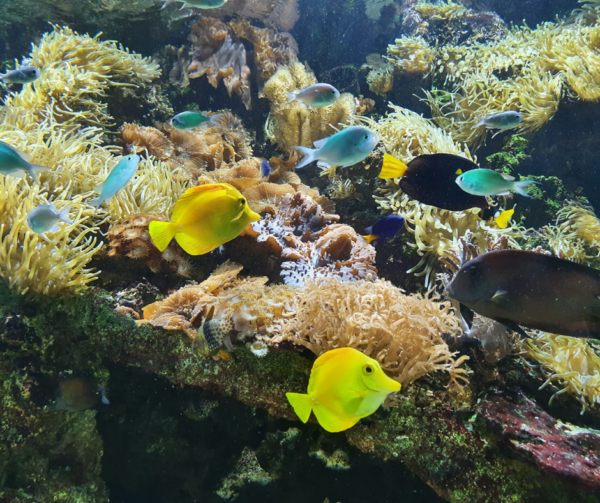 aquarium-de-limoges billetterie aquarium mon- cse-by-ce-multi-entreprises avantage salarié réduction économie pouvoir d’achat