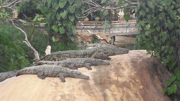 la-ferme-aux-crocodiles billetterie parc animalier mon- cse-by-ce-multi-entreprises avantage salarié réduction économie pouvoir d’achat
