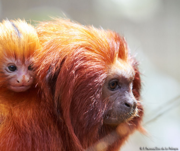 zoo-de-la-palmyre billetterie parc animalier mon- cse-by-ce-multi-entreprises avantage salarié réduction économie pouvoir d’achat