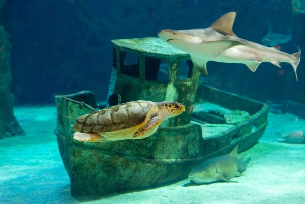 ocearium-du-croisic billetterie aquarium mon- cse-by-ce-multi-entreprises avantage salarié réduction économie pouvoir d’achat
