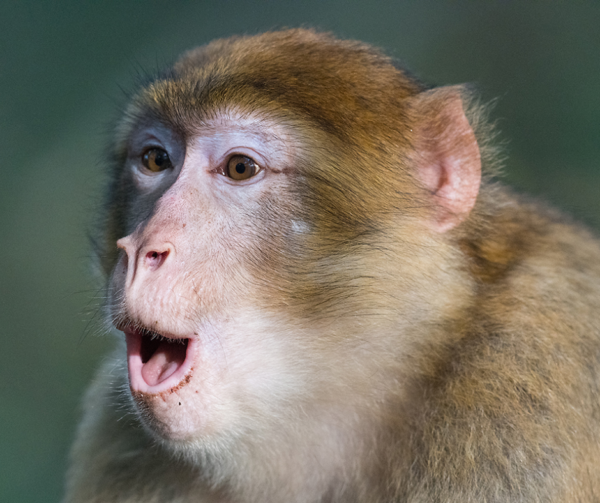 terre-de-singes billetterie parc animalier mon- cse-by-ce-multi-entreprises avantage salarié réduction économie pouvoir d’achat