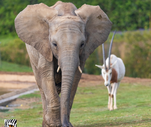 zoo african safari billetterie parc animalier mon- cse-by-ce-multi-entreprises avantage salarié réduction économie pouvoir d’achat