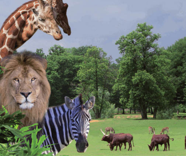 thoiry zoo safari billetterie parc animalier mon- cse-by-ce-multi-entreprises avantage salarié réduction économie pouvoir d’achat